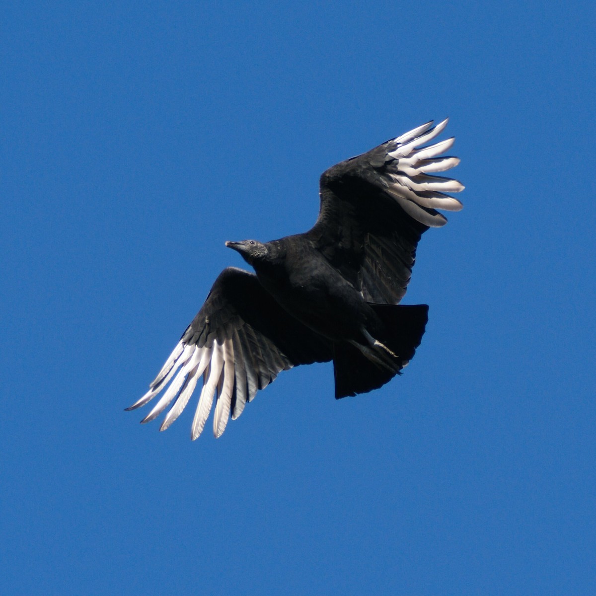 Black Vulture - ML646095961