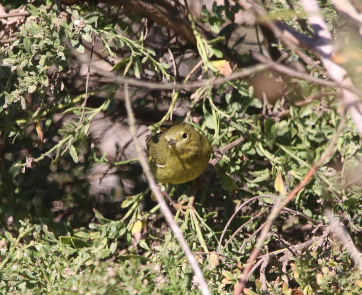 Orange-crowned Warbler - ML646095963