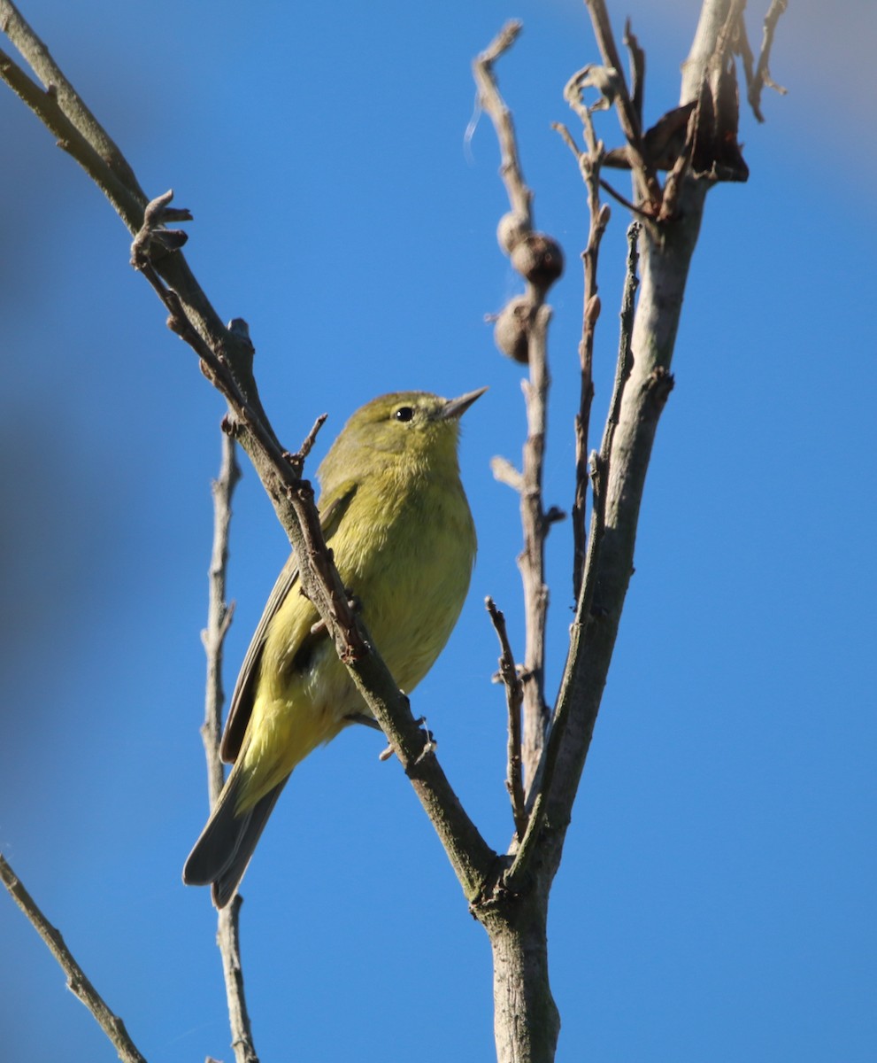 Orange-crowned Warbler - ML646095964