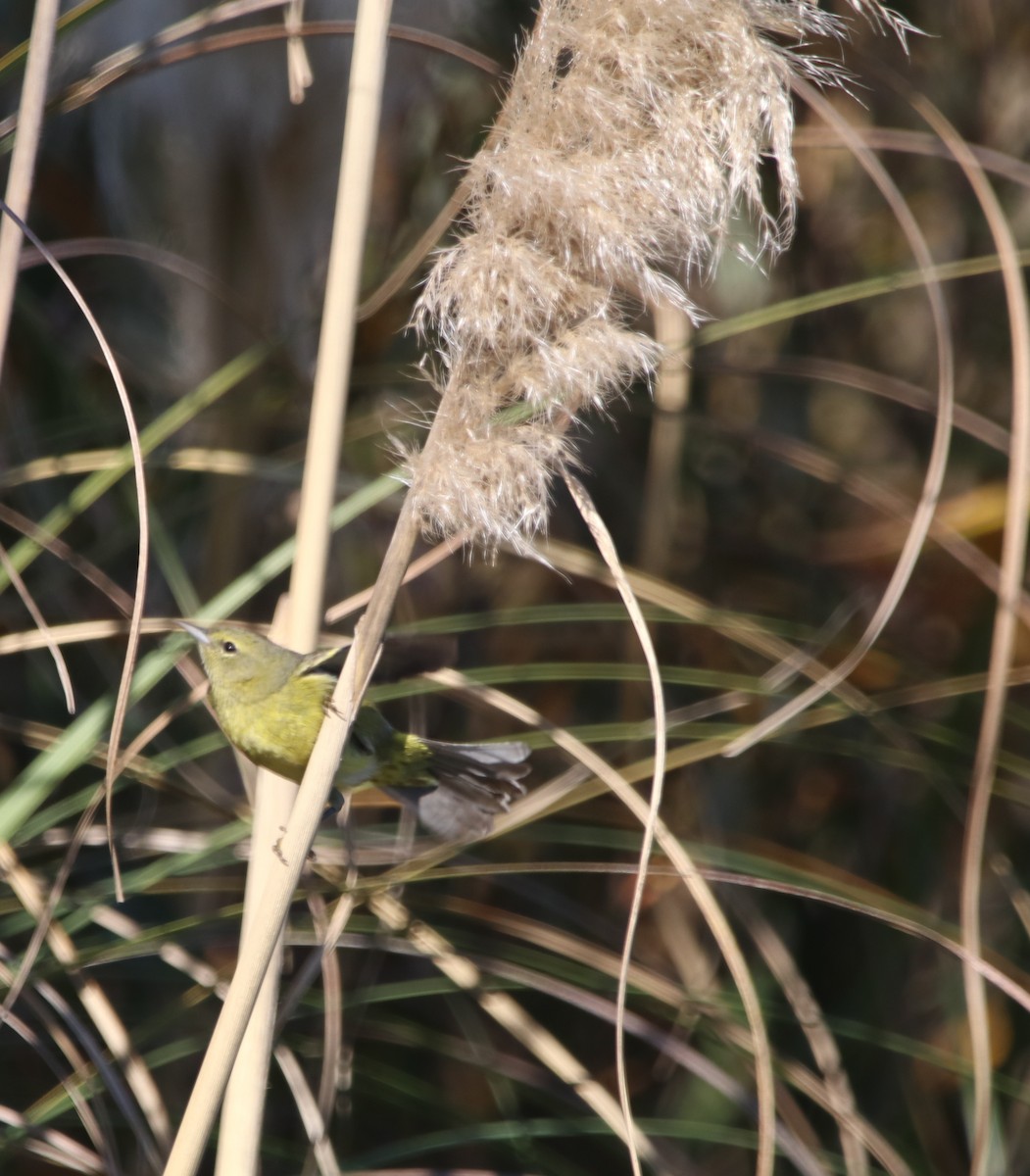 Orange-crowned Warbler - ML646095965