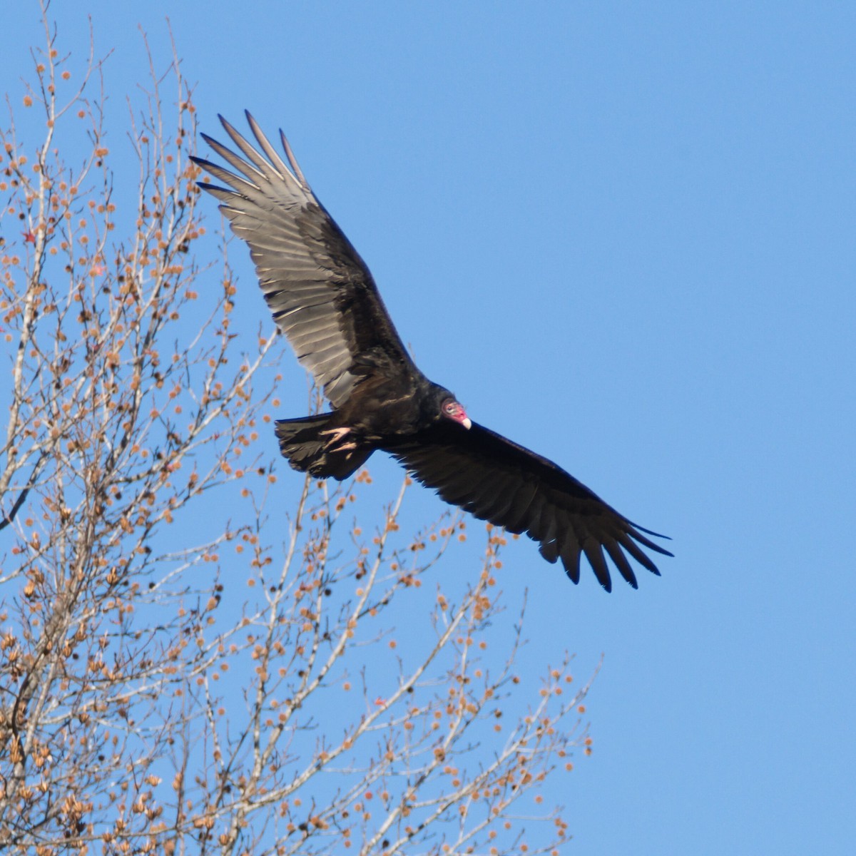 Turkey Vulture - ML646095967