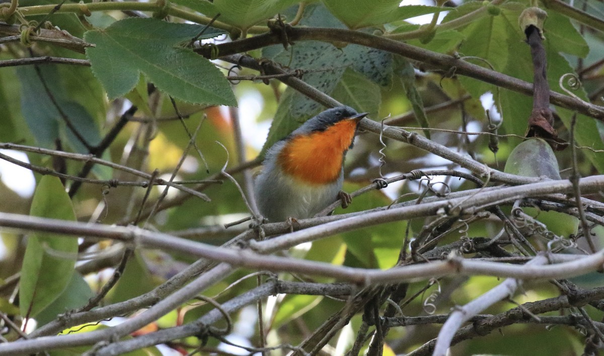Flame-throated Warbler - ML646095969