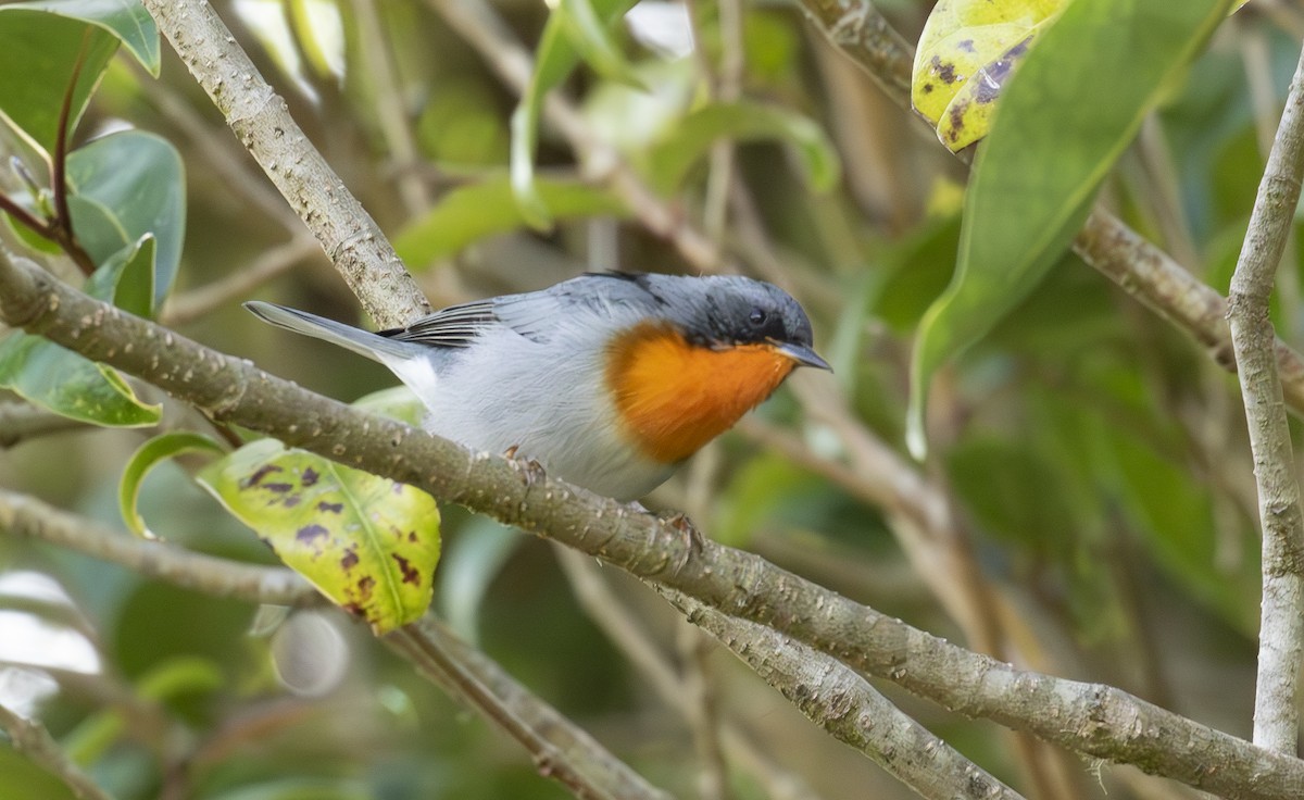 Flame-throated Warbler - ML646095970