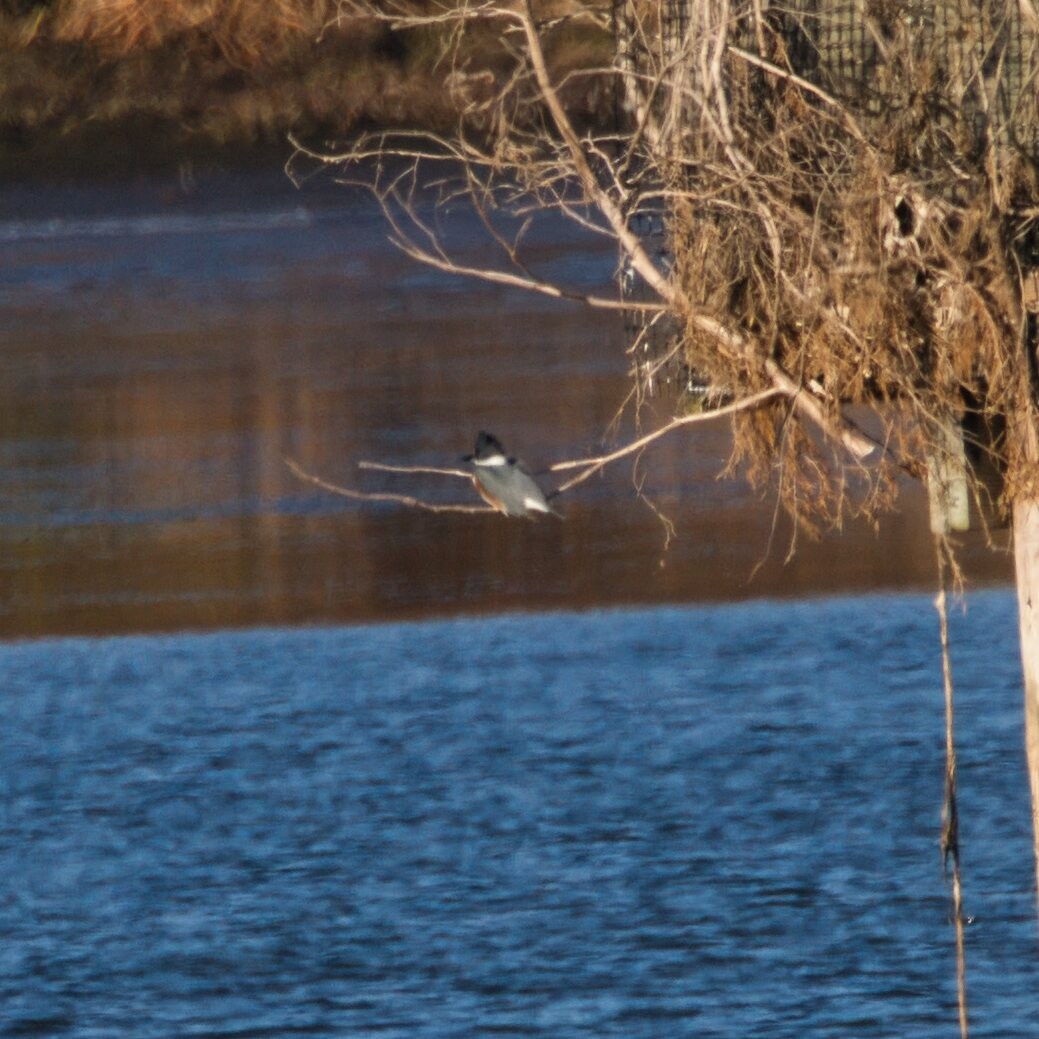 Belted Kingfisher - ML646095978