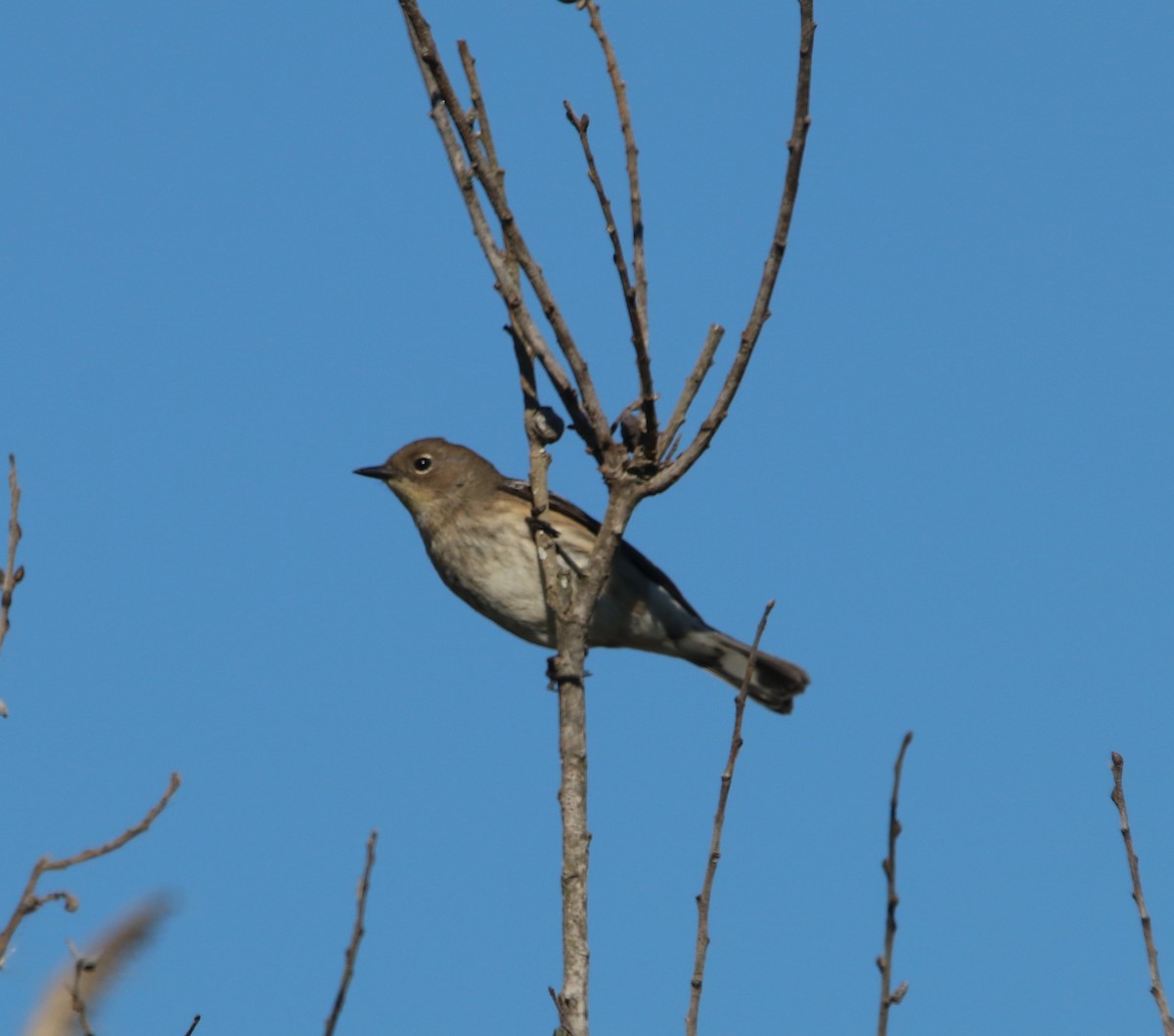 Yellow-rumped Warbler - ML646095980