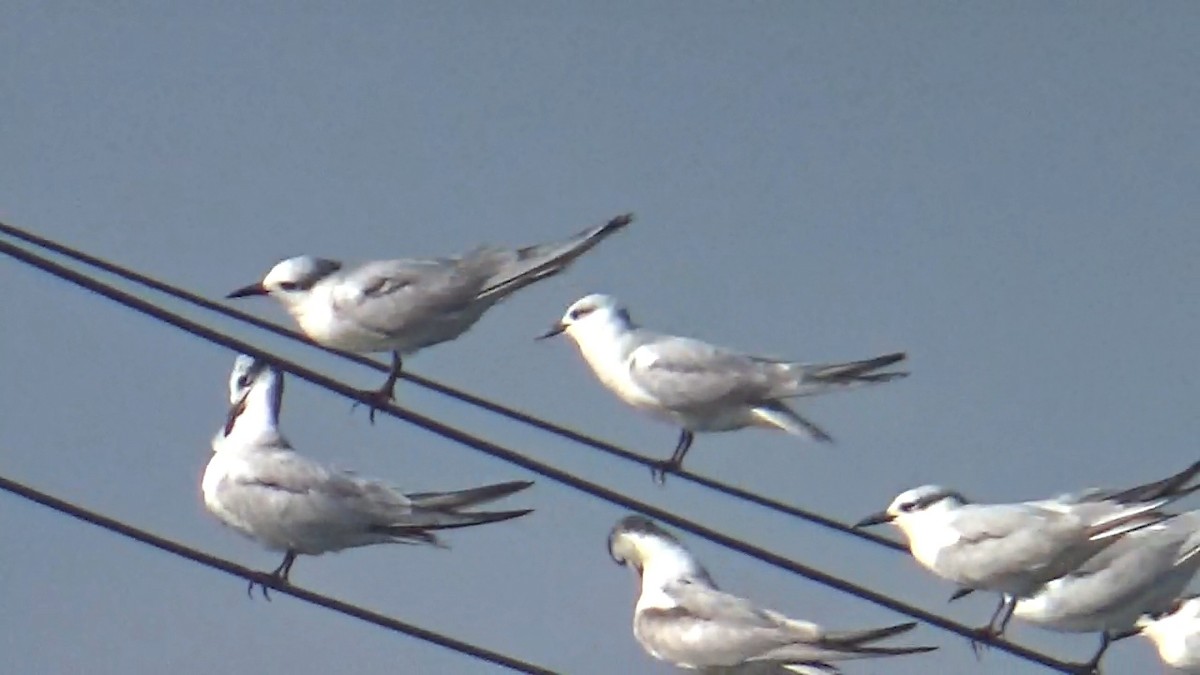 Цагаан шанаат хараалай - ML646095990