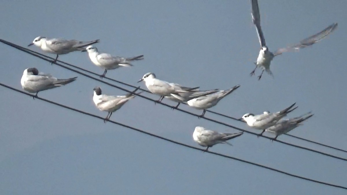 Цагаан шанаат хараалай - ML646095991