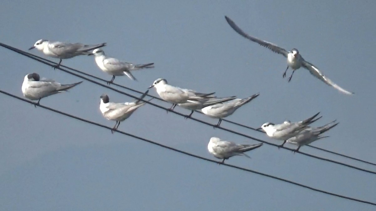 Цагаан шанаат хараалай - ML646095992