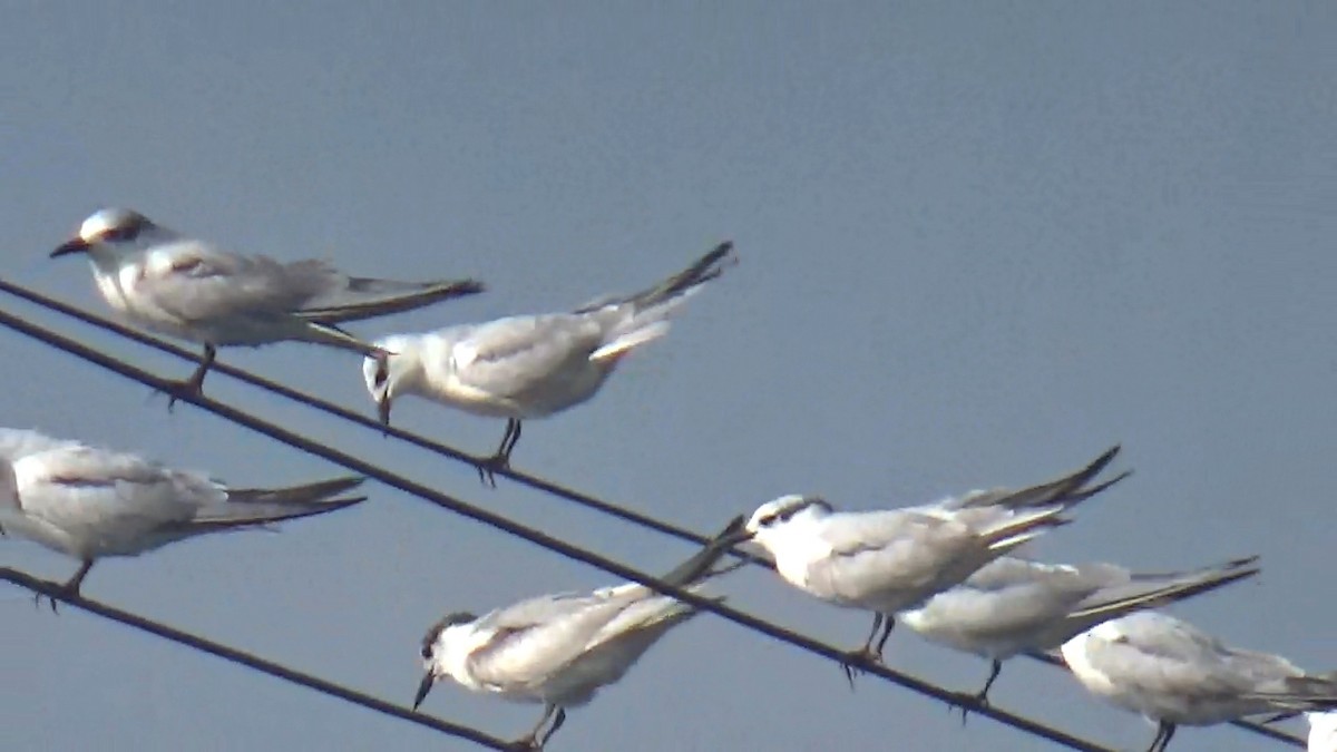 Цагаан шанаат хараалай - ML646095993