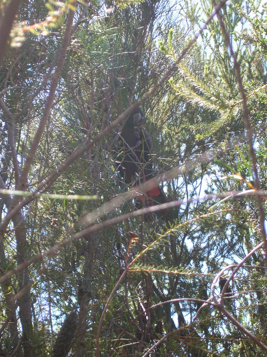 Glossy Black-Cockatoo - ML646095995