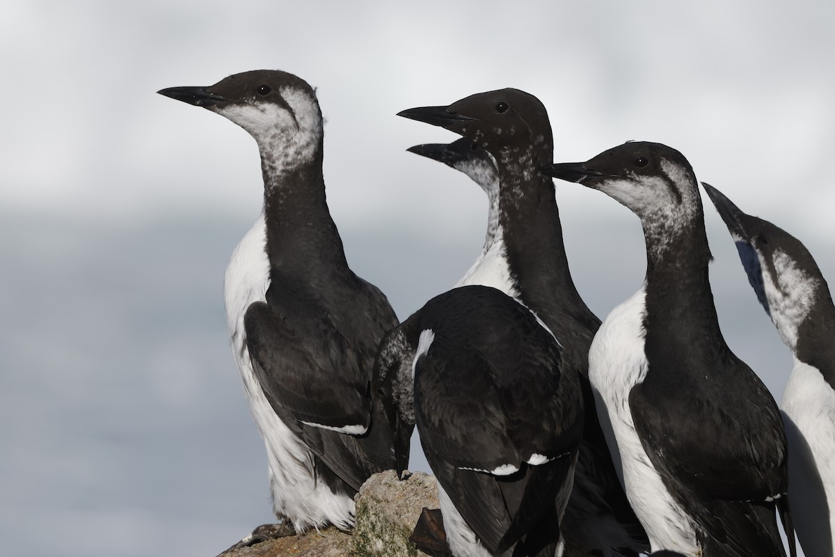 Common Murre - ML646095998