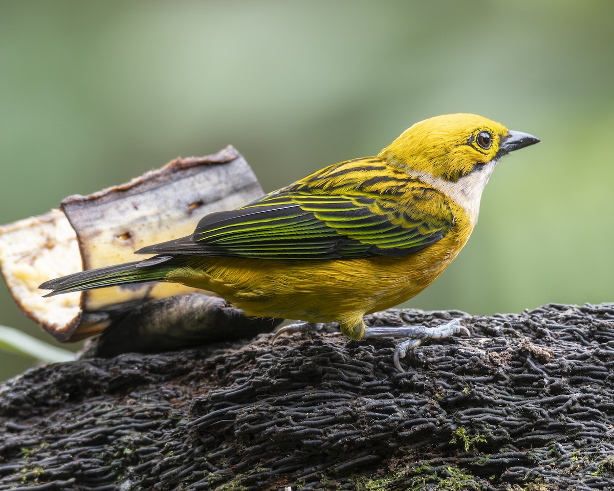 Silver-throated Tanager - ML646095999