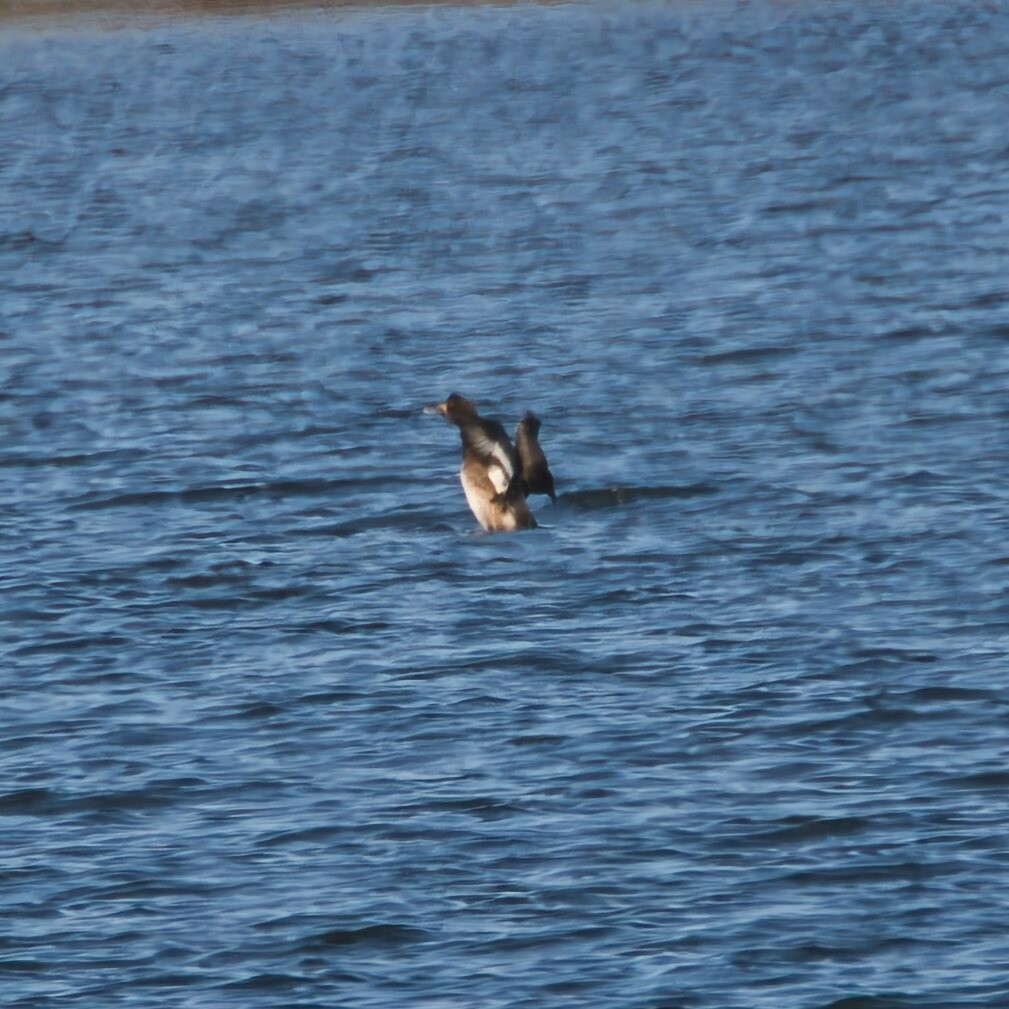 Greater Scaup - ML646096000