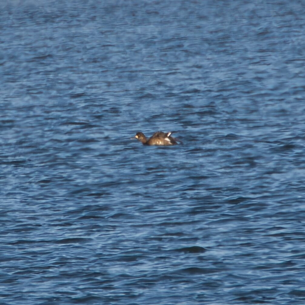 Greater Scaup - ML646096001