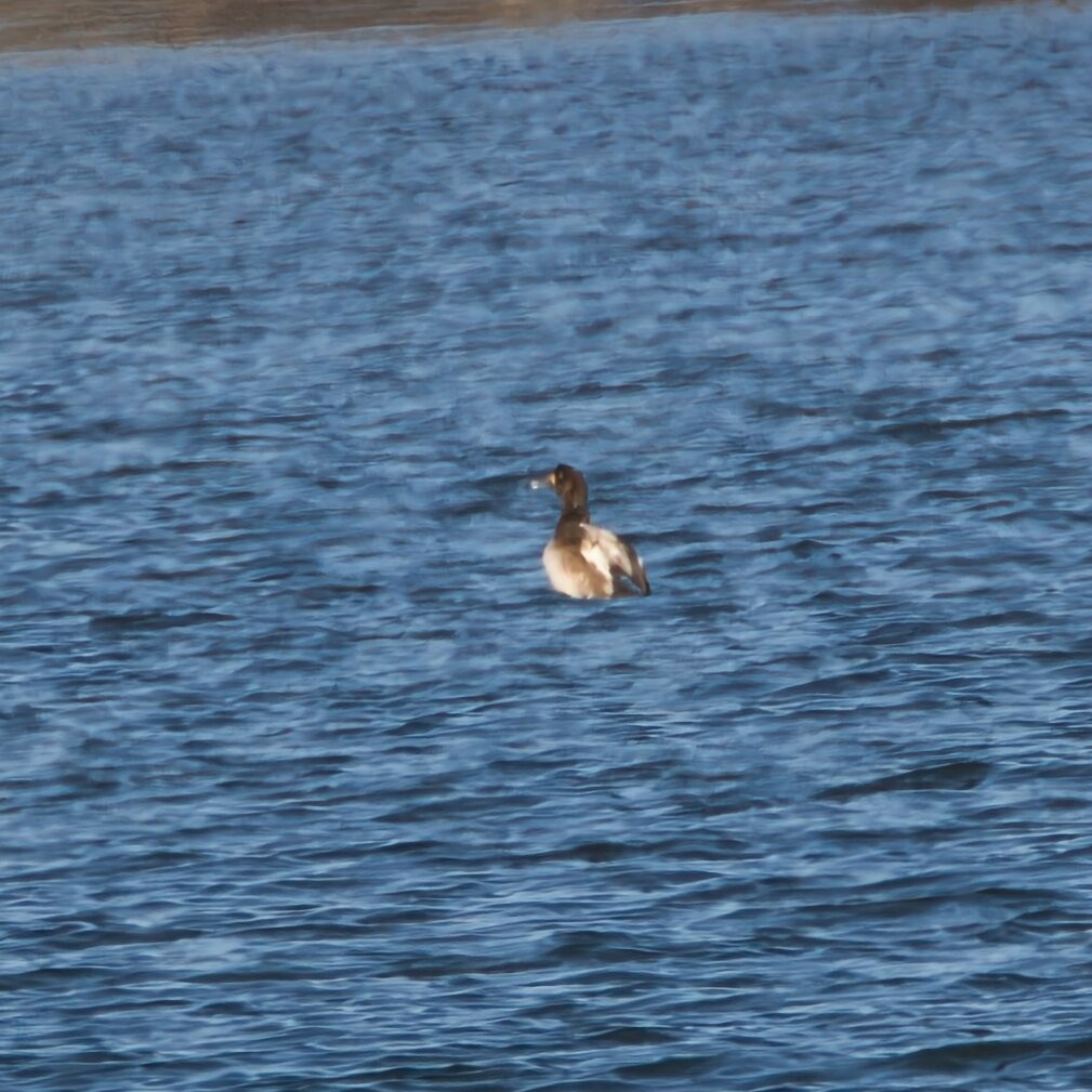 Greater Scaup - ML646096002