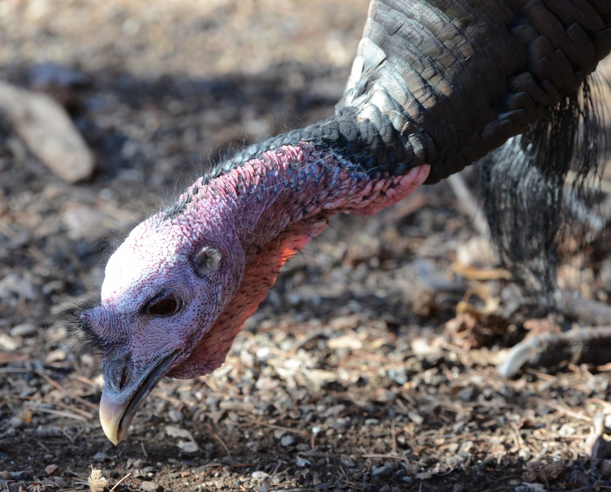 Wild Turkey - ML646096007