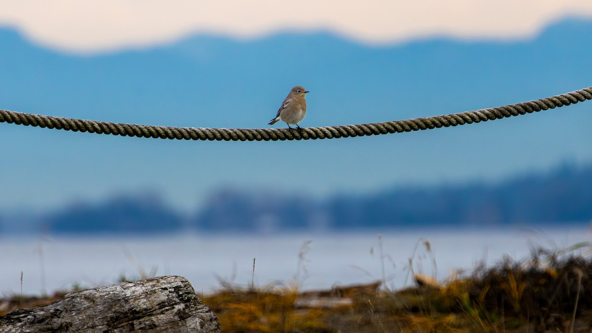 Mountain Bluebird - ML646096019