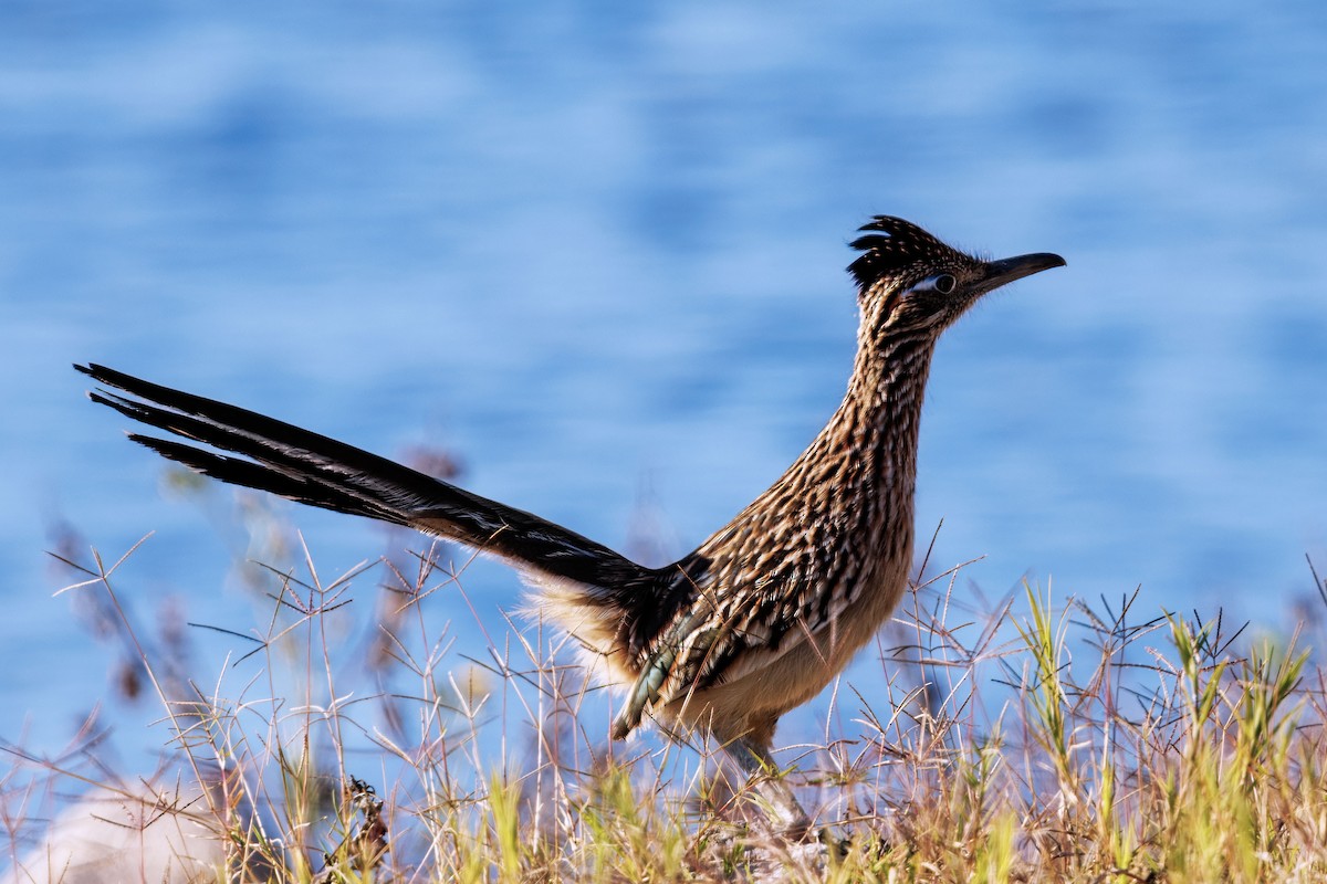 Greater Roadrunner - ML646096037