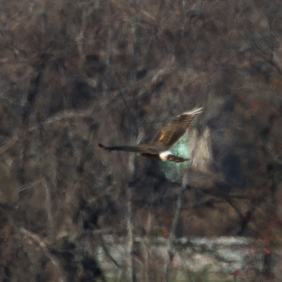 Northern Harrier - ML646096042