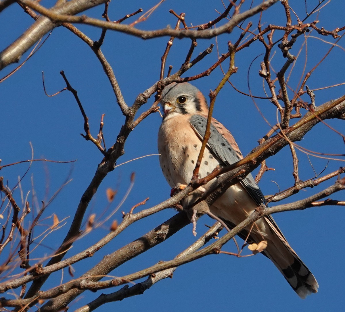 American Kestrel - ML646096047