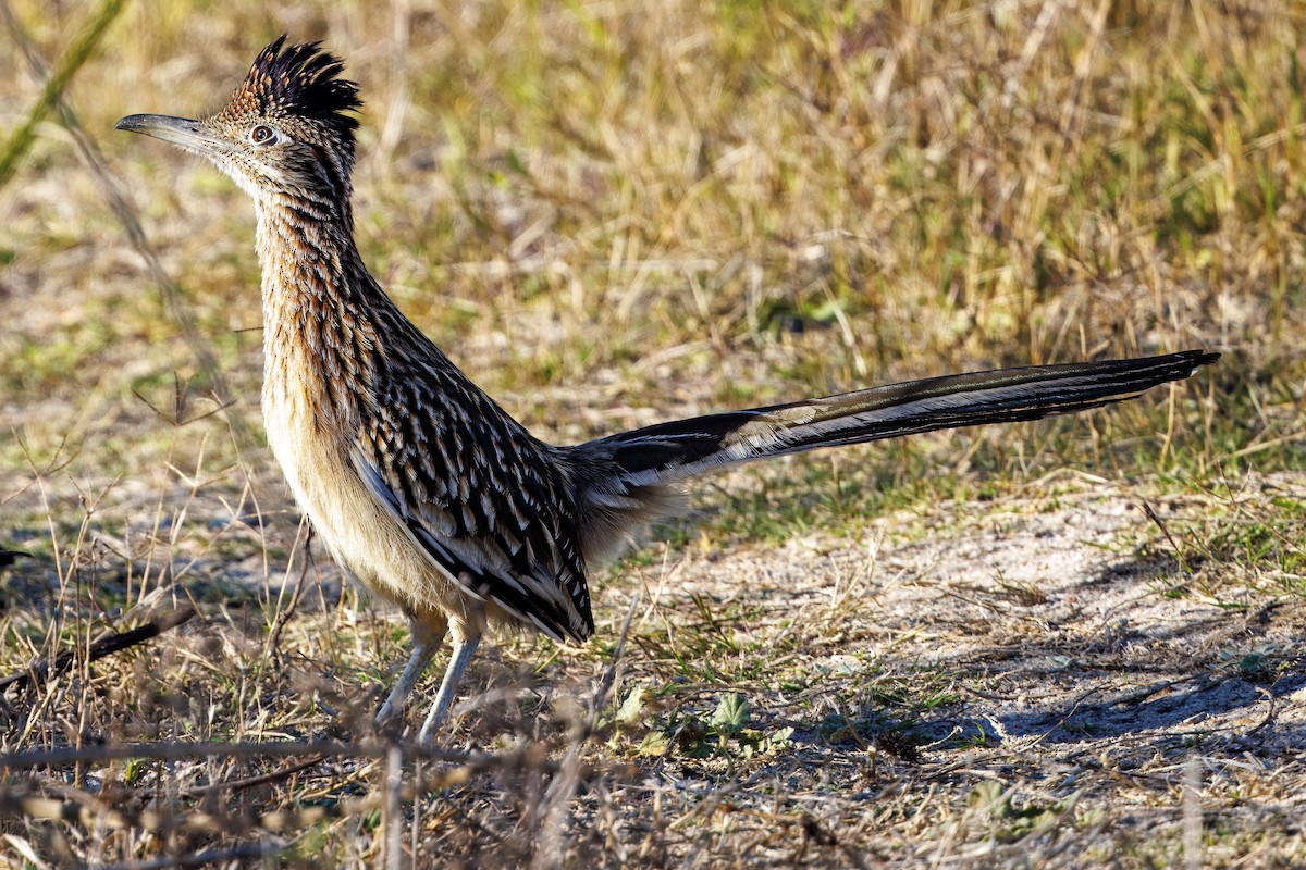 Greater Roadrunner - ML646096048