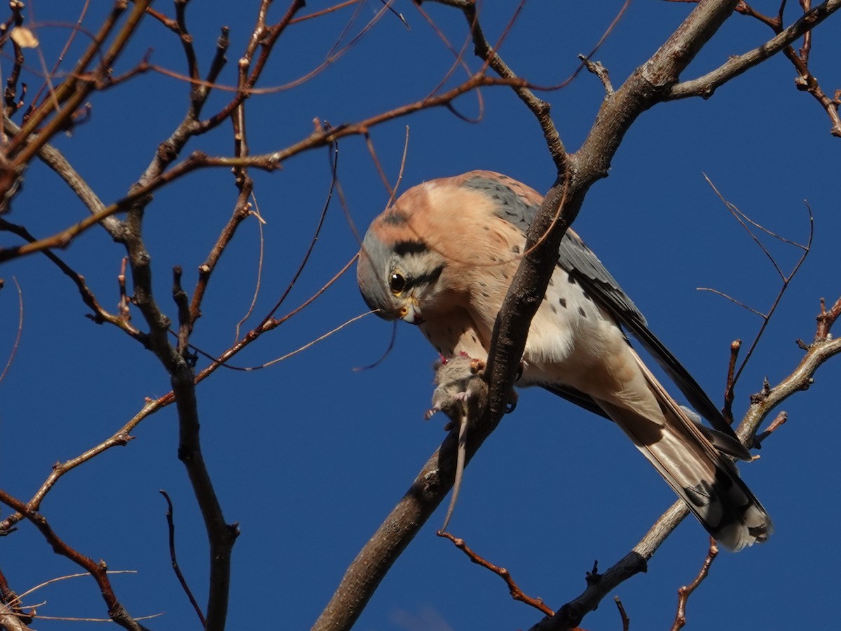 בז אמריקני - ML646096050