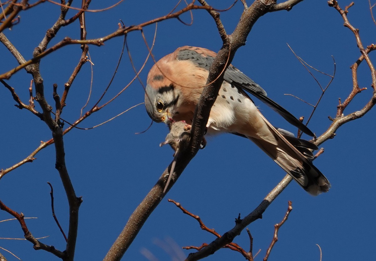 בז אמריקני - ML646096052