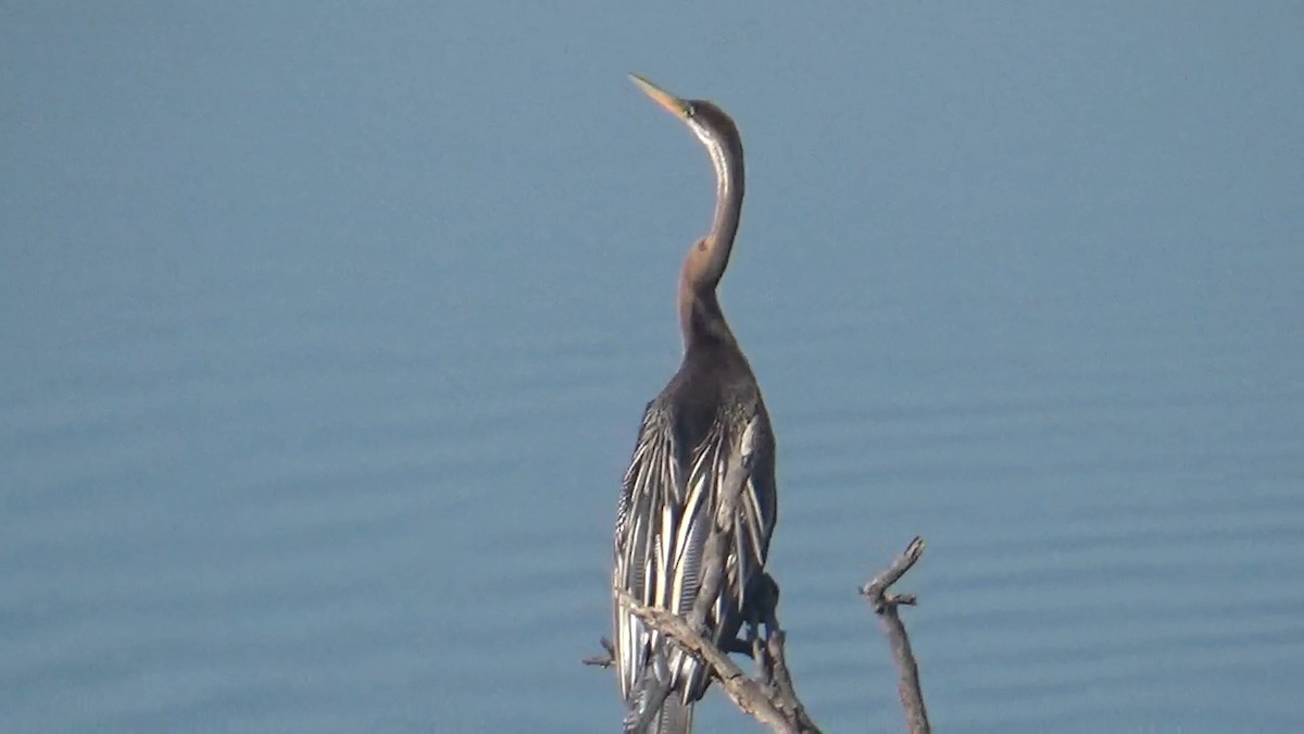 Oriental Darter - ML646096053