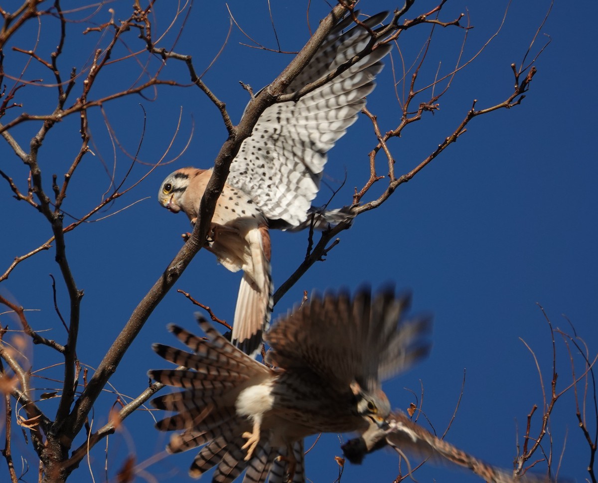 בז אמריקני - ML646096054