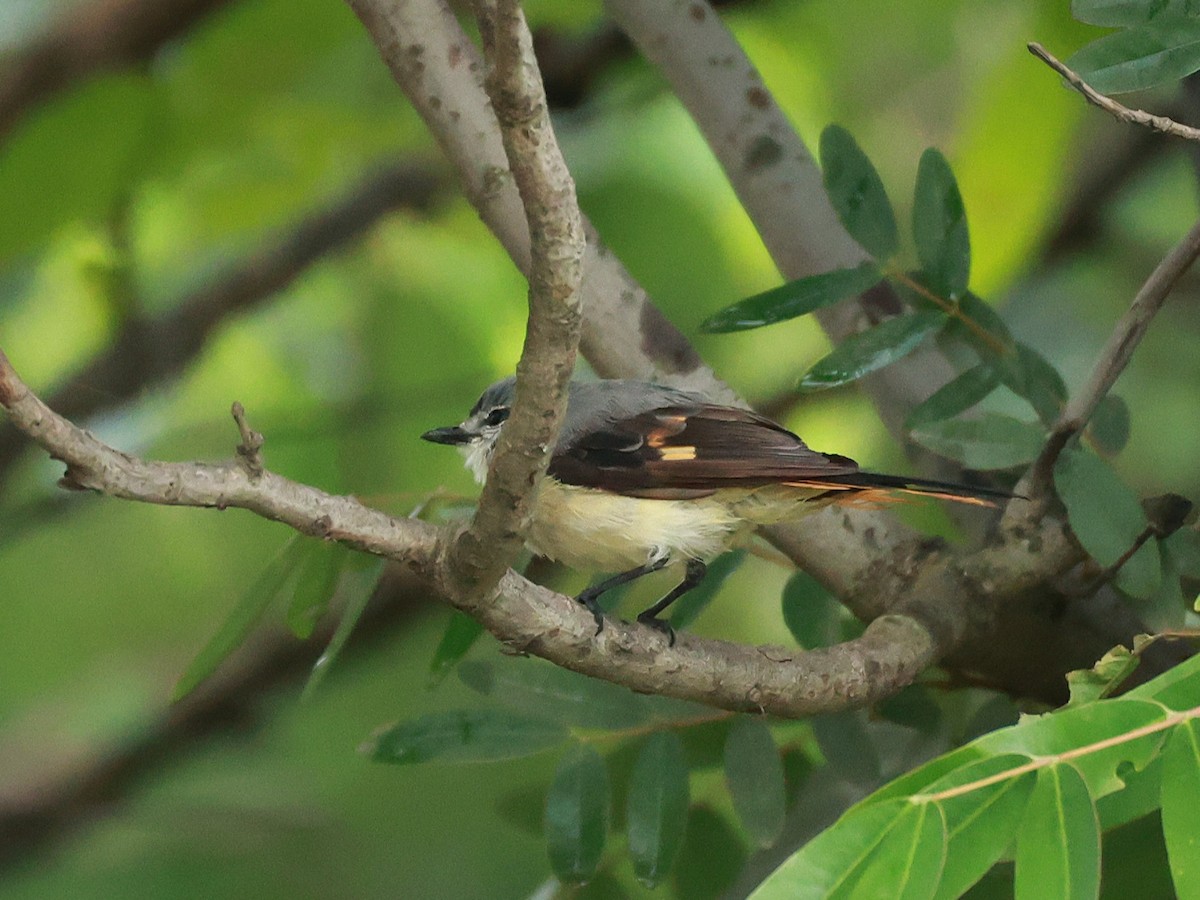 Zwergmennigvogel - ML646096055