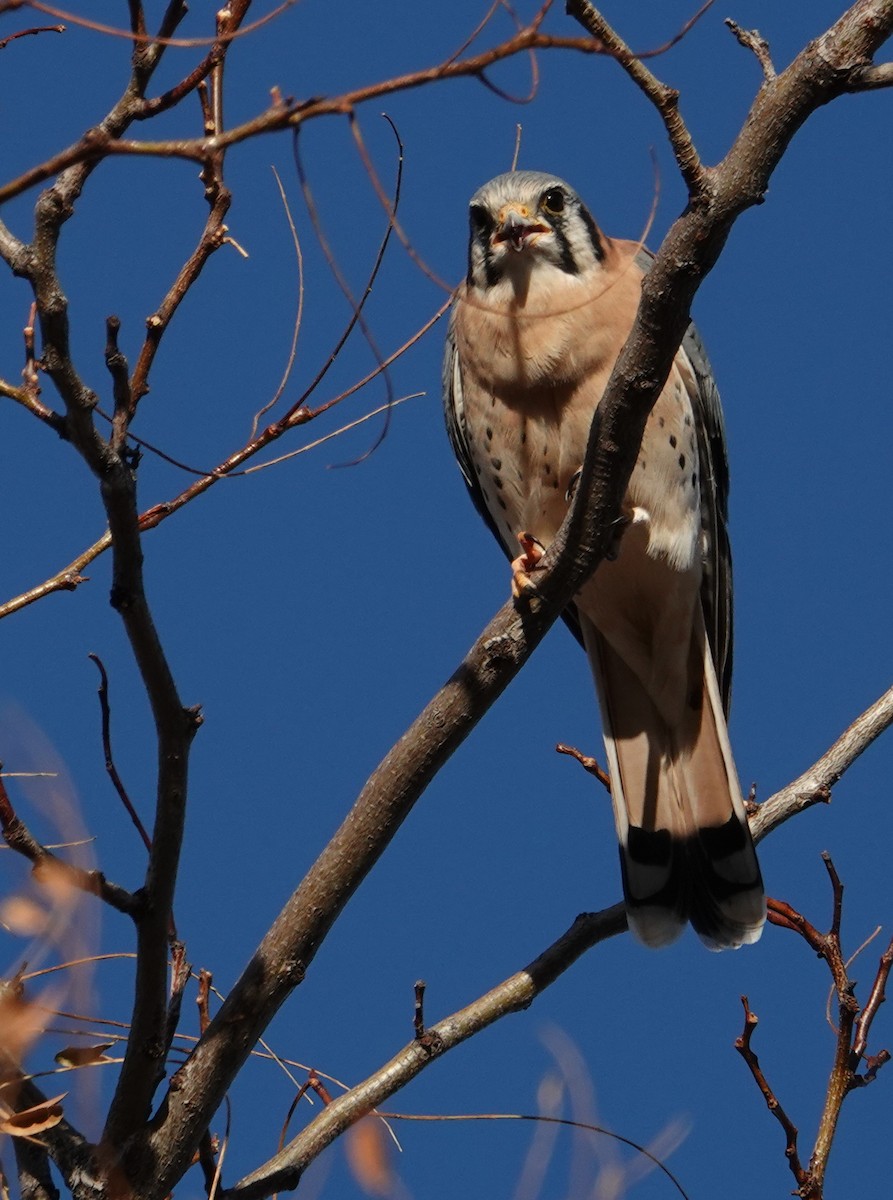 בז אמריקני - ML646096057