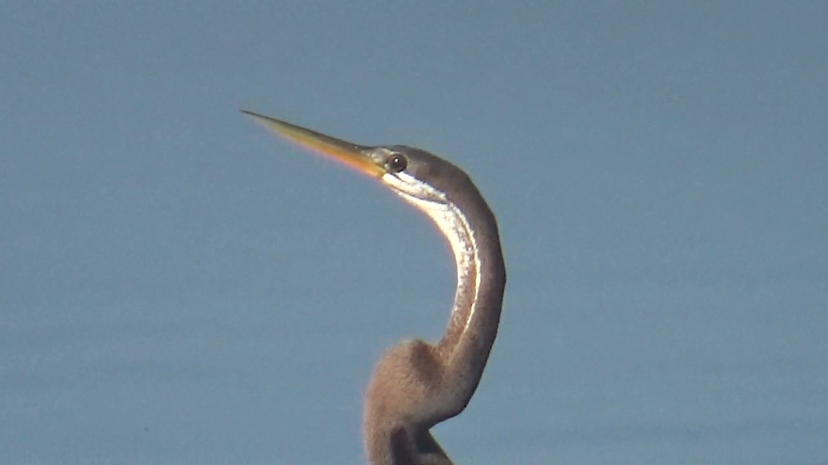 Oriental Darter - ML646096059