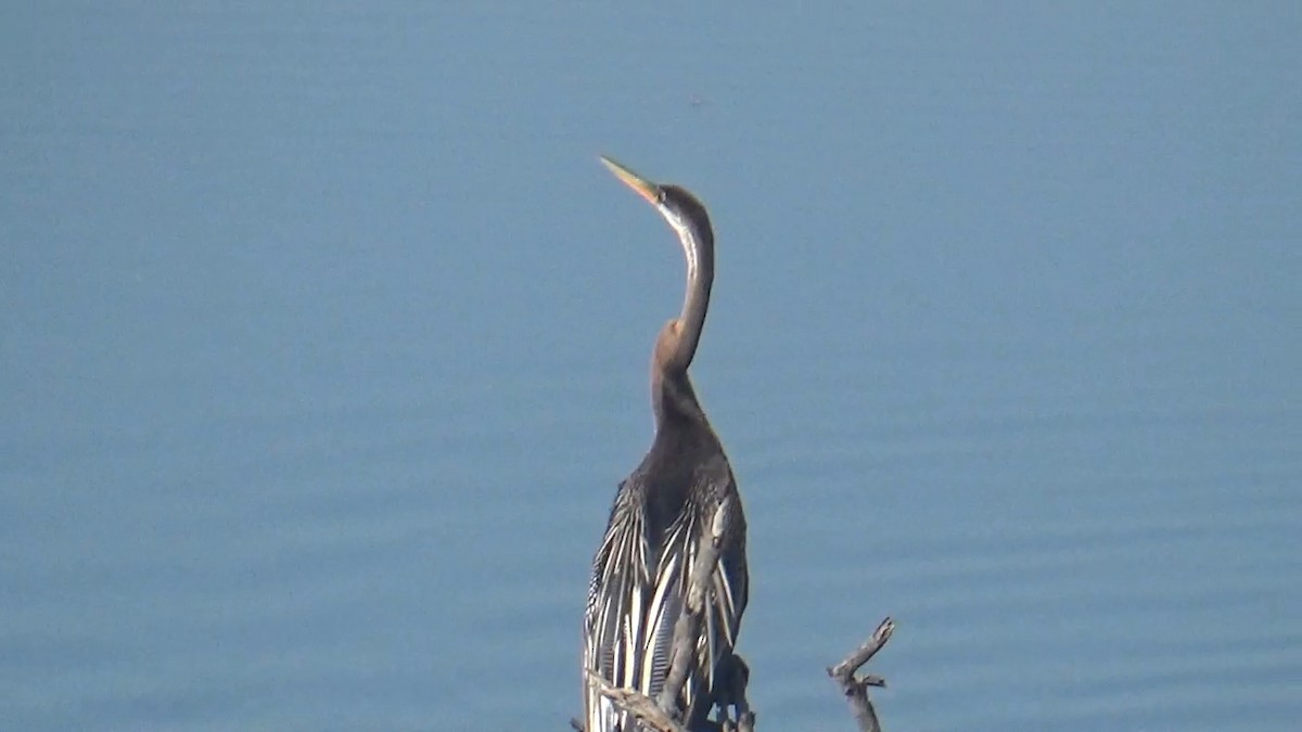 Oriental Darter - ML646096060