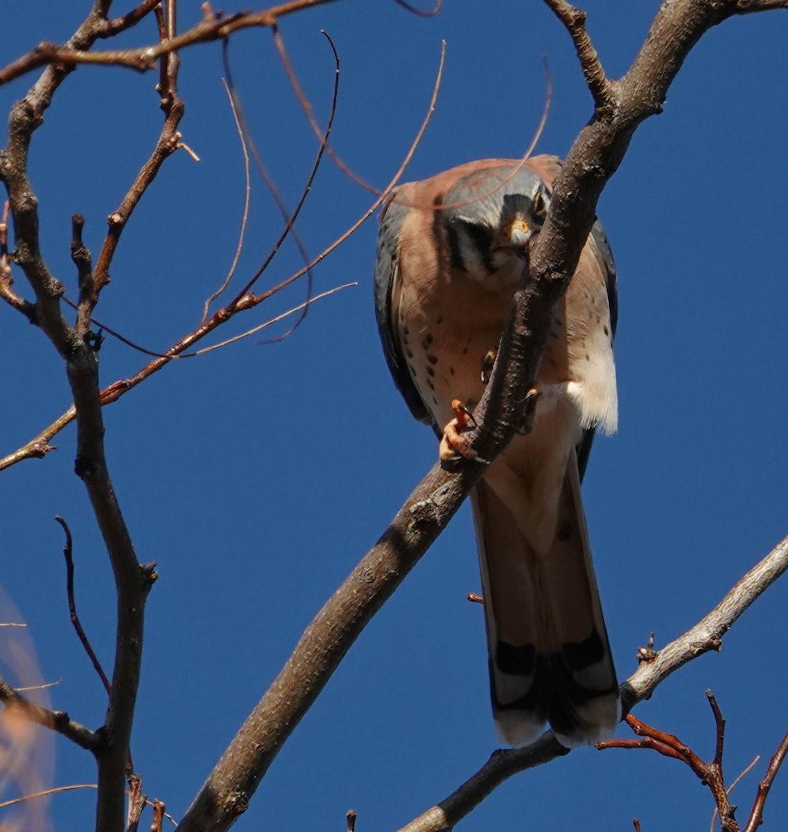 בז אמריקני - ML646096061