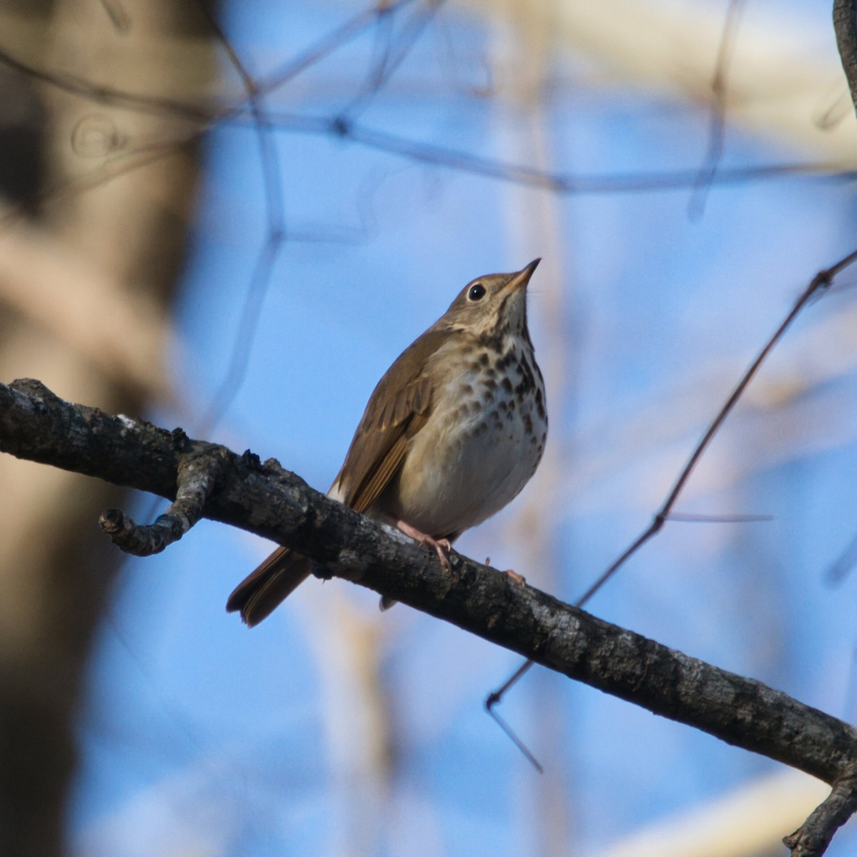 eremittskogtrost (faxoni/crymophilus) - ML646096066