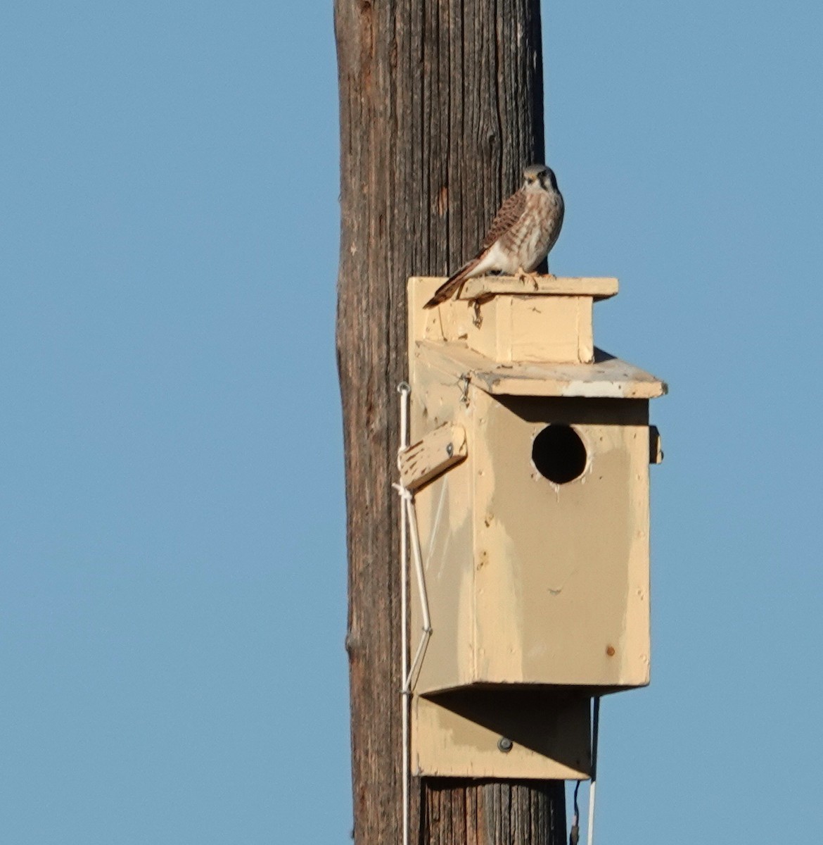 בז אמריקני - ML646096067