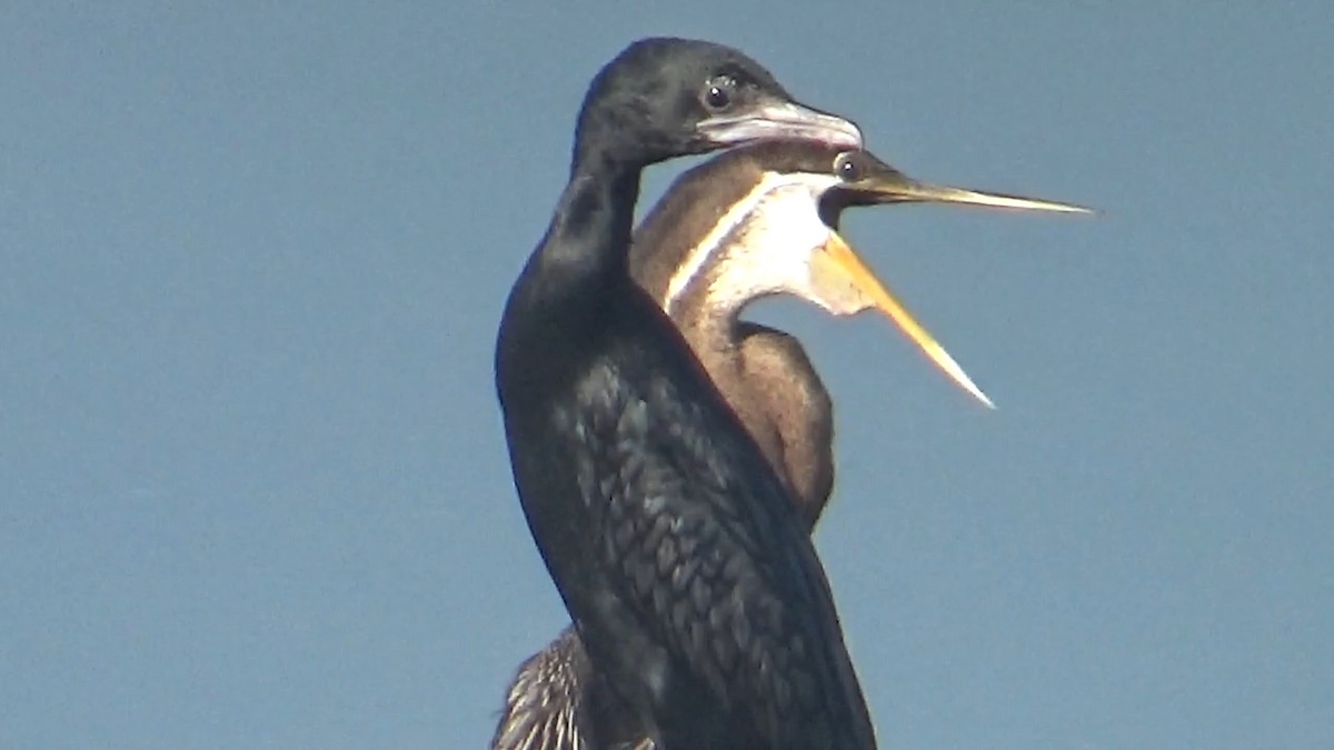 Little Cormorant - ML646096071