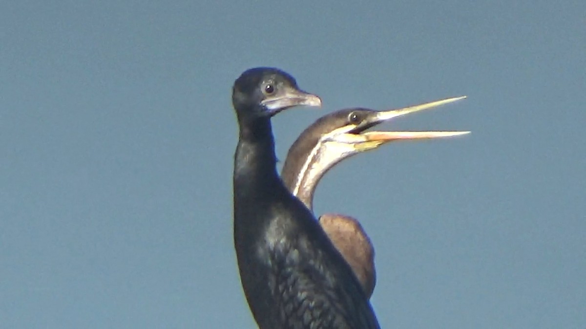 Little Cormorant - ML646096072