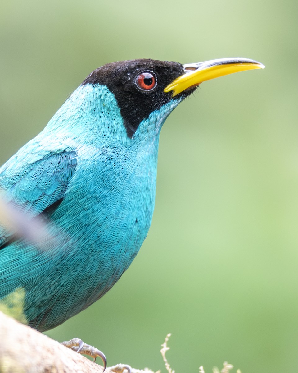 Green Honeycreeper - ML646096075