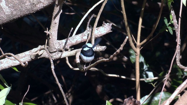 Superb Fairywren - ML646096077