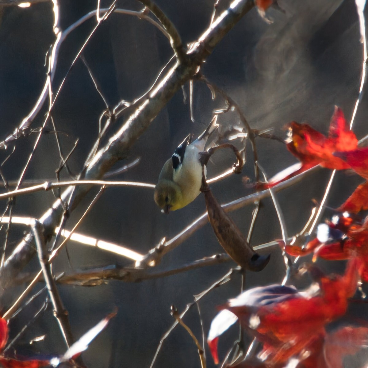 American Goldfinch - ML646096080