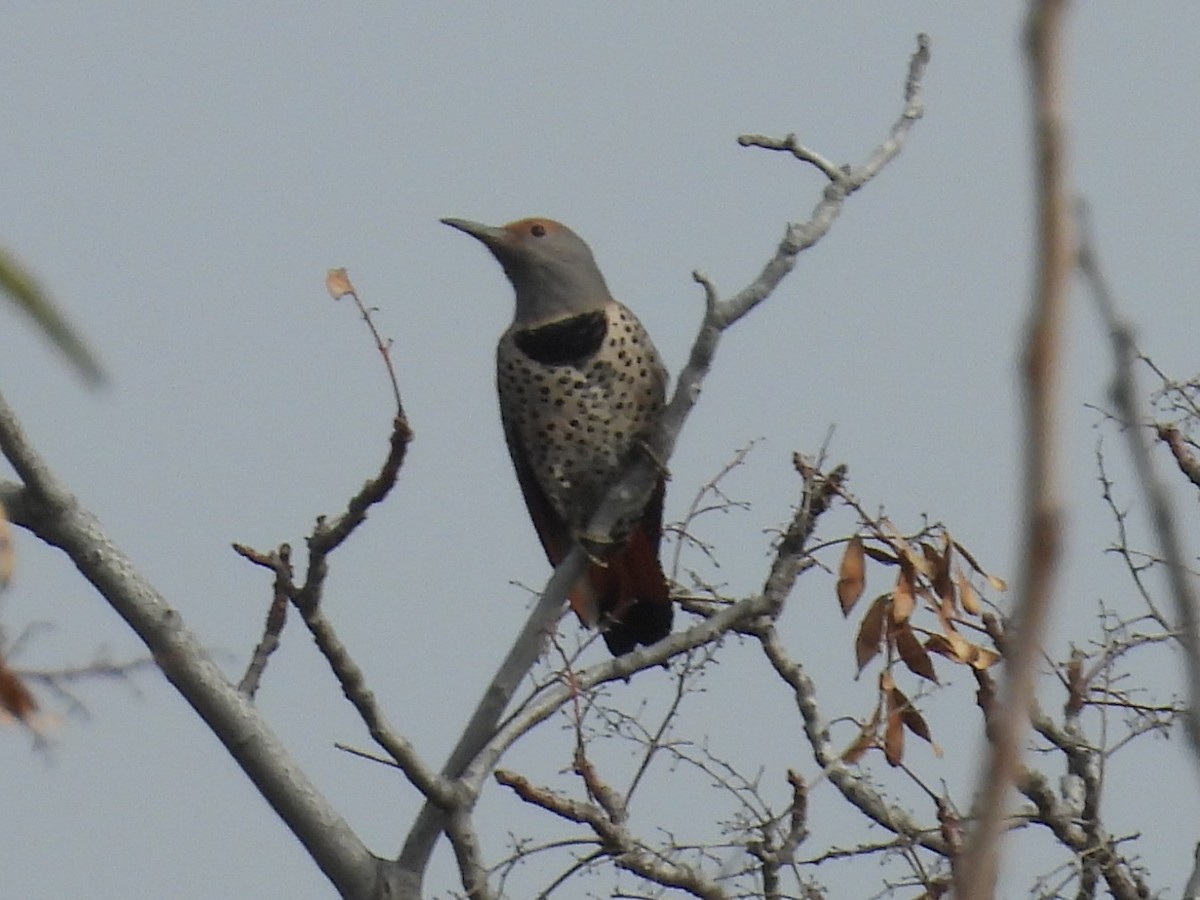 gullspett - ML646096082