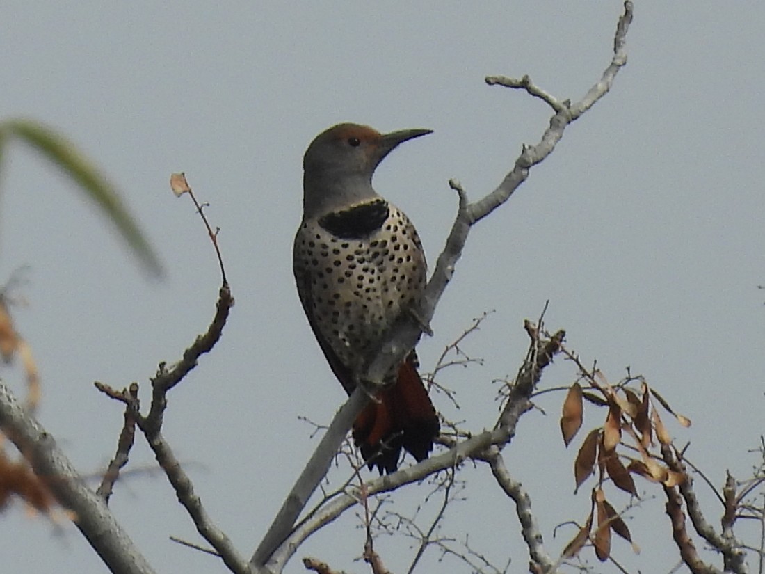 gullspett - ML646096084