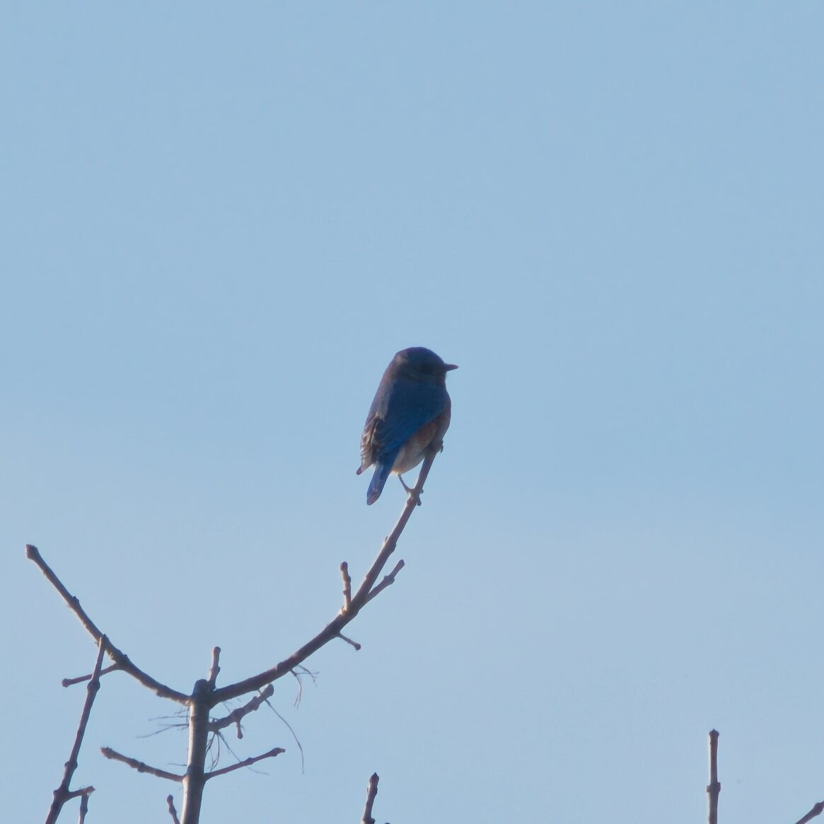 Eastern Bluebird - ML646096090