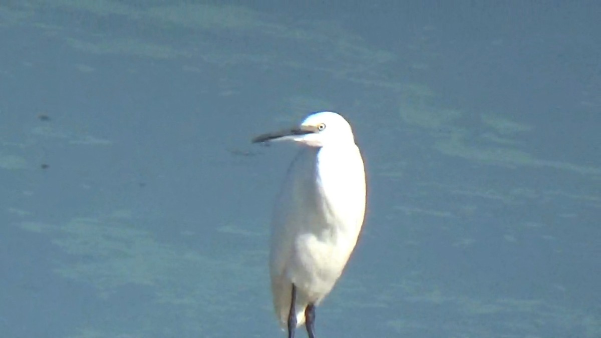 Хурган дэглий - ML646096091