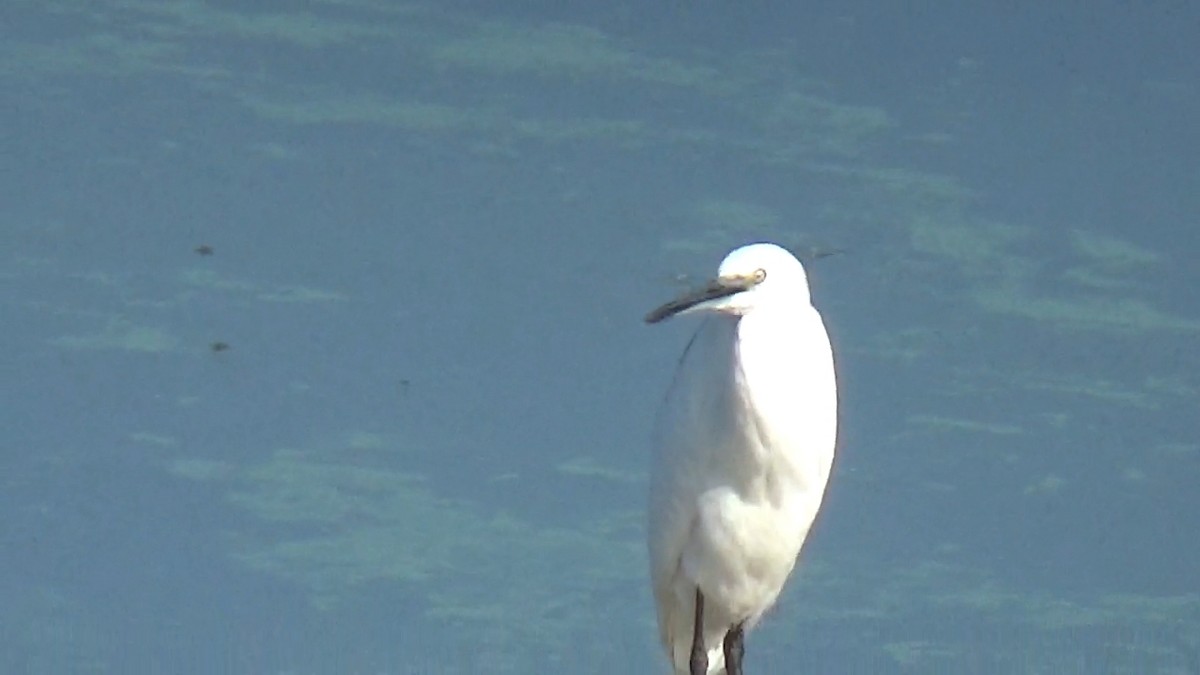 Хурган дэглий - ML646096092