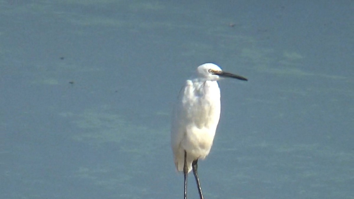 Хурган дэглий - ML646096093