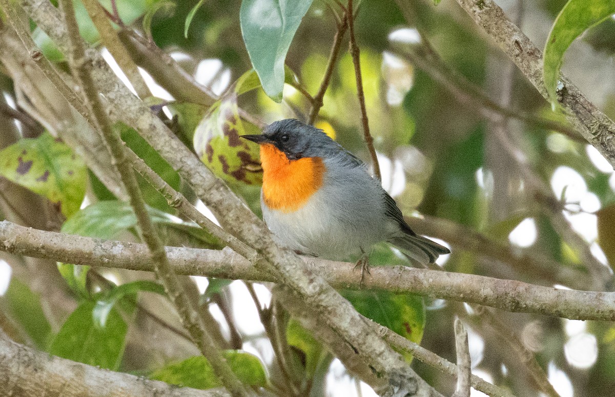 Flame-throated Warbler - ML646096096