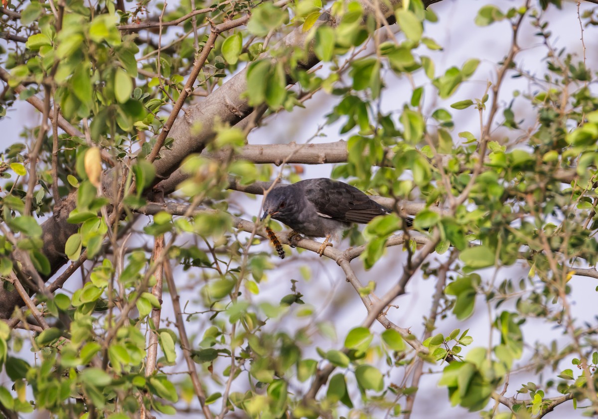 kukačka šedobřichá - ML646096100