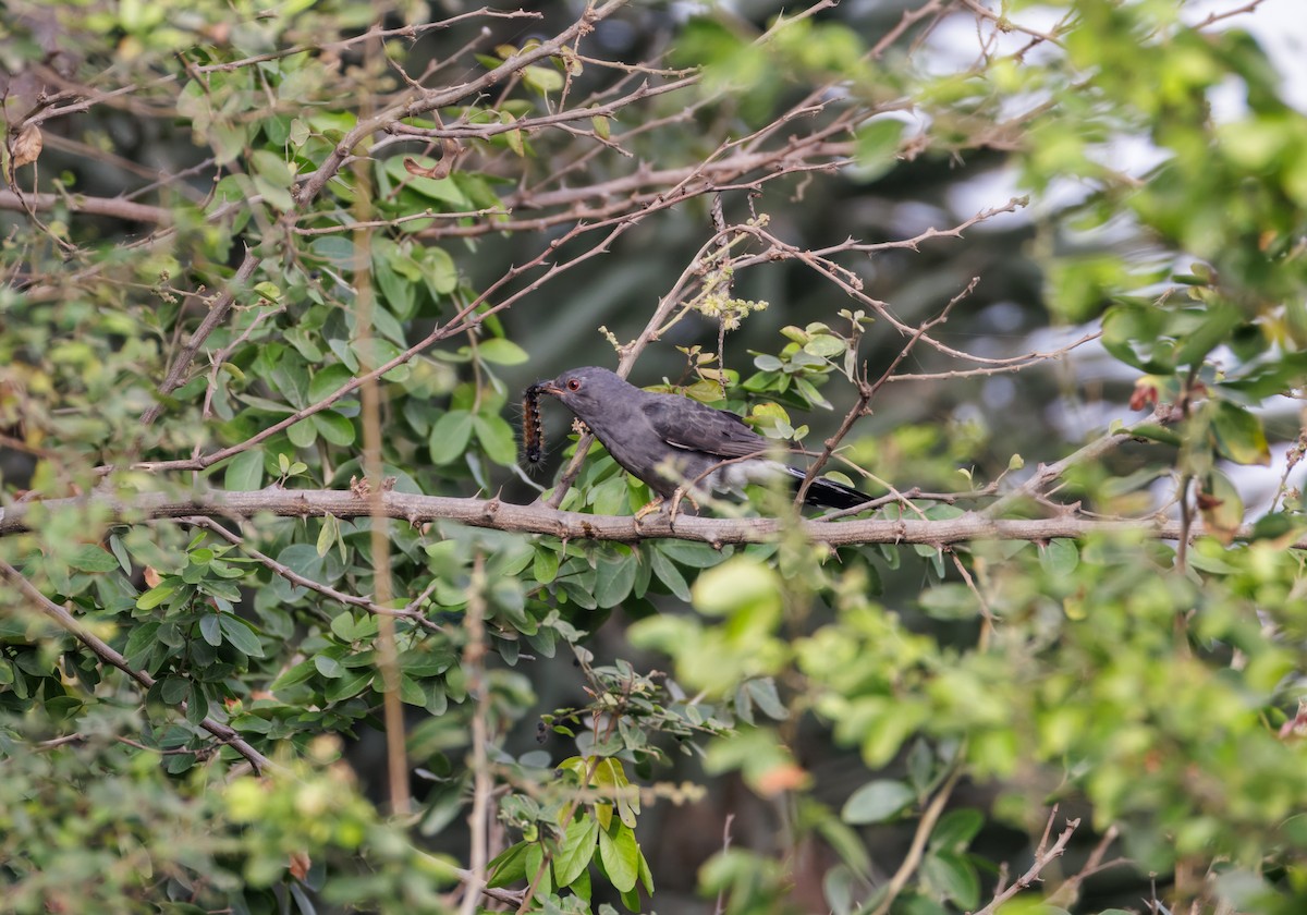 kukačka šedobřichá - ML646096101